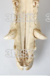 Skull Boar - Sus scrofa 0097